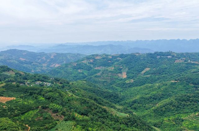​镇宁蜂糖李：从“石缝苗”到“满山甜”，希望果唤醒万亩山